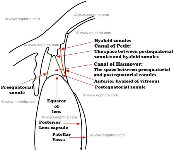 Anatomy of Lens